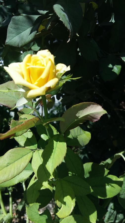 阿达玛斯Milos Garden公寓 外观 照片